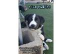 Adopt Pilgrim a Black - with White Border Collie / Cattle Dog / Mixed dog in