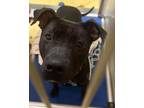 Adopt Stitch a Black Pit Bull Terrier / Mixed Breed (Medium) / Mixed dog in