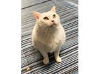 Adopt Penelope a White Domestic Mediumhair (medium coat) cat in Pinehurst