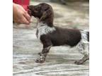 Dachshund Puppy for sale in Clinton, SC, USA