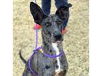 Adopt Tiffany* a Brindle Greyhound / Mixed dog in El Paso, TX (40688623)