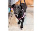 Adopt Paula a Black - with White Mountain Cur / Basset Hound dog in Phoenix