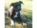 Adopt Hotch a Brindle Mountain Cur dog in Brattleboro, VT (40695655)