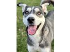 Adopt Chanel a Black Husky / Mixed Breed (Medium) / Mixed (short coat) dog in