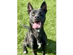 Adopt Jimmy a Black Labrador Retriever / Mixed dog in Red Bluff, CA (40405968)