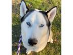 Adopt Huey a White Husky / Mixed Breed (Medium) / Mixed (short coat) dog in Red