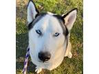 Adopt Huey a White Husky / Mixed dog in Red Bluff, CA (40014027)