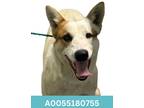 Adopt Bodie a White Australian Cattle Dog / Mixed Breed (Medium) / Mixed (short