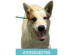 Adopt Bodie a White Australian Cattle Dog / Mixed dog in Red Bluff