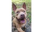Adopt Muffin a Red/Golden/Orange/Chestnut Mixed Breed (Large) / Mixed dog in