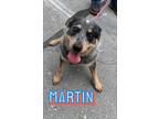 Adopt Martin a Tricolor (Tan/Brown & Black & White) Blue Heeler / Mixed dog in