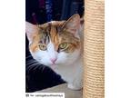 Adopt Selena a White (Mostly) American Shorthair / Mixed (short coat) cat in