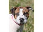 Adopt Mia Farrow a White - with Red, Golden, Orange or Chestnut Mixed Breed