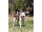 Adopt Molly Brown a Brindle - with White Mixed Breed (Large) / Mixed dog in