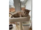 Adopt Archimedes a Tan or Fawn Tabby Domestic Shorthair / Mixed (short coat) cat