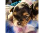 Yorkshire Terrier Puppy for sale in Riverton, WY, USA