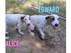 Adopt Edward a White - with Brown or Chocolate Pointer / Australian Shepherd /