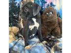 Boxer Puppy for sale in Fallbrook, CA, USA