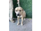 Adopt SCARlett a Tan/Yellow/Fawn American Pit Bull Terrier / Mixed dog in El