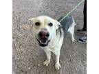 Adopt Wilson* a Black German Shepherd Dog / Mixed dog in El Paso, TX (40688249)
