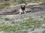 Adopt Arnie a White - with Brown or Chocolate Toy Fox Terrier / Rat Terrier /