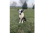 Adopt Patch a Black - with White Pit Bull Terrier / Mixed dog in Fort Wayne