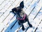 Adopt Scarlett a Black Dutch Shepherd / Plott Hound / Mixed dog in Newmarket