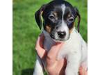 Parson Russell Terrier Puppy for sale in Kewaskum, WI, USA