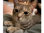 Adopt Cirilla a Gray, Blue or Silver Tabby Tabby / Mixed (short coat) cat in