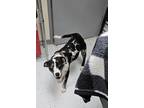 Adopt Wiggle a Black Mixed Breed (Small) / Mixed Breed (Medium) / Mixed (short