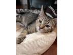 Adopt Feta a Tan or Fawn Tabby Domestic Shorthair / Mixed (short coat) cat in