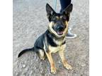 Adopt Malibu a Black German Shepherd Dog / Mixed dog in El Paso, TX (40688486)