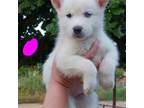 Siberian Husky Puppy for sale in San Antonio, TX, USA