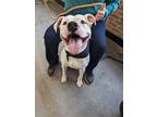 Adopt Cane a Pit Bull Terrier / Mixed dog in Roxboro, NC (40387999)