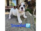 SnowBall