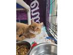 Adopt Oyster a Orange or Red Tabby Domestic Shorthair / Mixed (short coat) cat