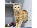 Adopt Soldier a Orange or Red Domestic Shorthair / Domestic Shorthair / Mixed