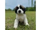 Saint Bernard Puppy for sale in Anderson, SC, USA
