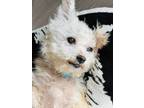 Adopt Muppet a White Poodle (Miniature) / Terrier (Unknown Type