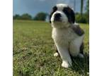 Saint Bernard Puppy for sale in Anderson, SC, USA