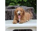 Goldendoodle Puppy for sale in Lexington, IN, USA