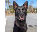 Adopt Robbie a Mixed Breed (Medium) / Mixed dog in Douglasville, GA (39918859)