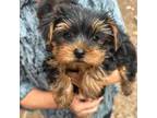 Yorkshire Terrier Puppy for sale in Ferndale, WA, USA