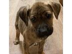 Adopt Magic a Brindle Mixed Breed (Medium) / Mixed dog in Rancho Santa Fe