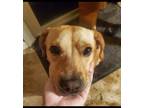 Adopt Stanley a Tan/Yellow/Fawn Labrador Retriever / Beagle / Mixed dog in