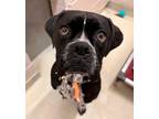 Adopt Macy a Black - with White Boxer / Mixed dog in Westminster, MD (40117966)