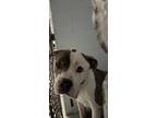 Adopt Ranger a White American Pit Bull Terrier / Mixed dog in Daytona Beach