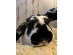 Adopt Rodney. a Black Other/Unknown / Mixed (medium coat) rabbit in Highland