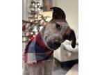 Adopt Jerry a Black - with Tan, Yellow or Fawn Australian Cattle Dog / Cattle