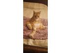 Adopt Lightning a Orange or Red Tabby Domestic Shorthair / Mixed (short coat)